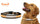 Tennessee Volunteers Classic Leather Medium Football Collar - Gamewear