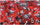 Chessex Mfg Co Llc -  D6 -- 12Mm Translucent Dice - Red/White; 36Ct