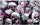 Chessex Mfg Co Llc -  D6 -- 12Mm Gemini Dice - Purple-Steel/White; 36Ct