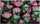 Chessex Mfg Co Llc -  D6 -- 12Mm Gemini Dice - Green-Purple/Gold; 36Ct