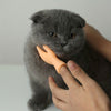 Sensuality Emporium - 2pcs, Tease The Cat Finger Toys, Jerking The Cat Plastic Gloves Weird Creative Pet Toys, Left And Right Small Hands, Creative Small Gift, Holiday Accessory, Party Decorations Supplies