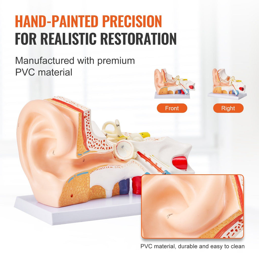 VEVOR Human Ear Anatomy Model, 3 Parts 5 Times Enlarged Human Ear Model Displaying Outer, Middle, Inner Ear with Base, Professional PVC Anatomical Ear Model for Education Physiology Study Teaching