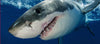 Great American Days GWA-CAD-001 Great White Shark Cage Dive