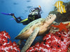 Great American Days SSI-NAT-189 Open Water Diver Course